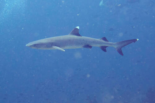 Triaenodon obesus