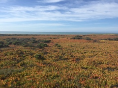 Astragalus nuttallii nuttallii