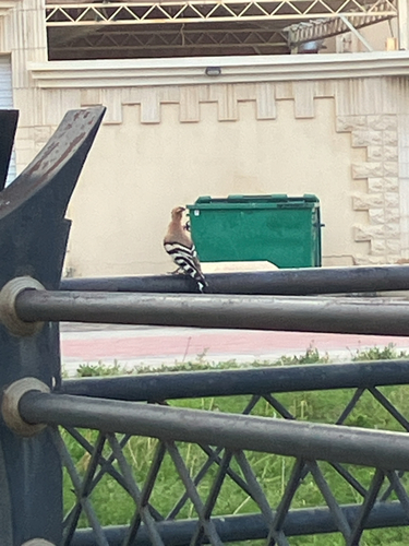 Common Hoopoe