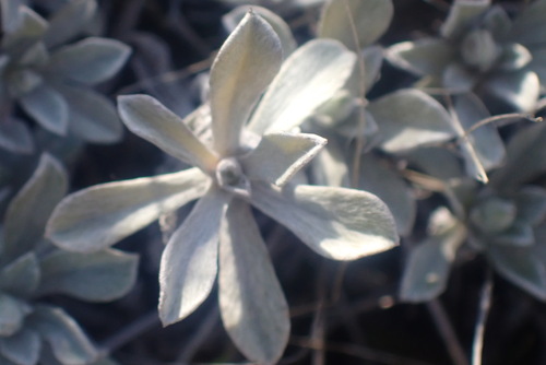umber pussytoes (Antennaria umbrinella)