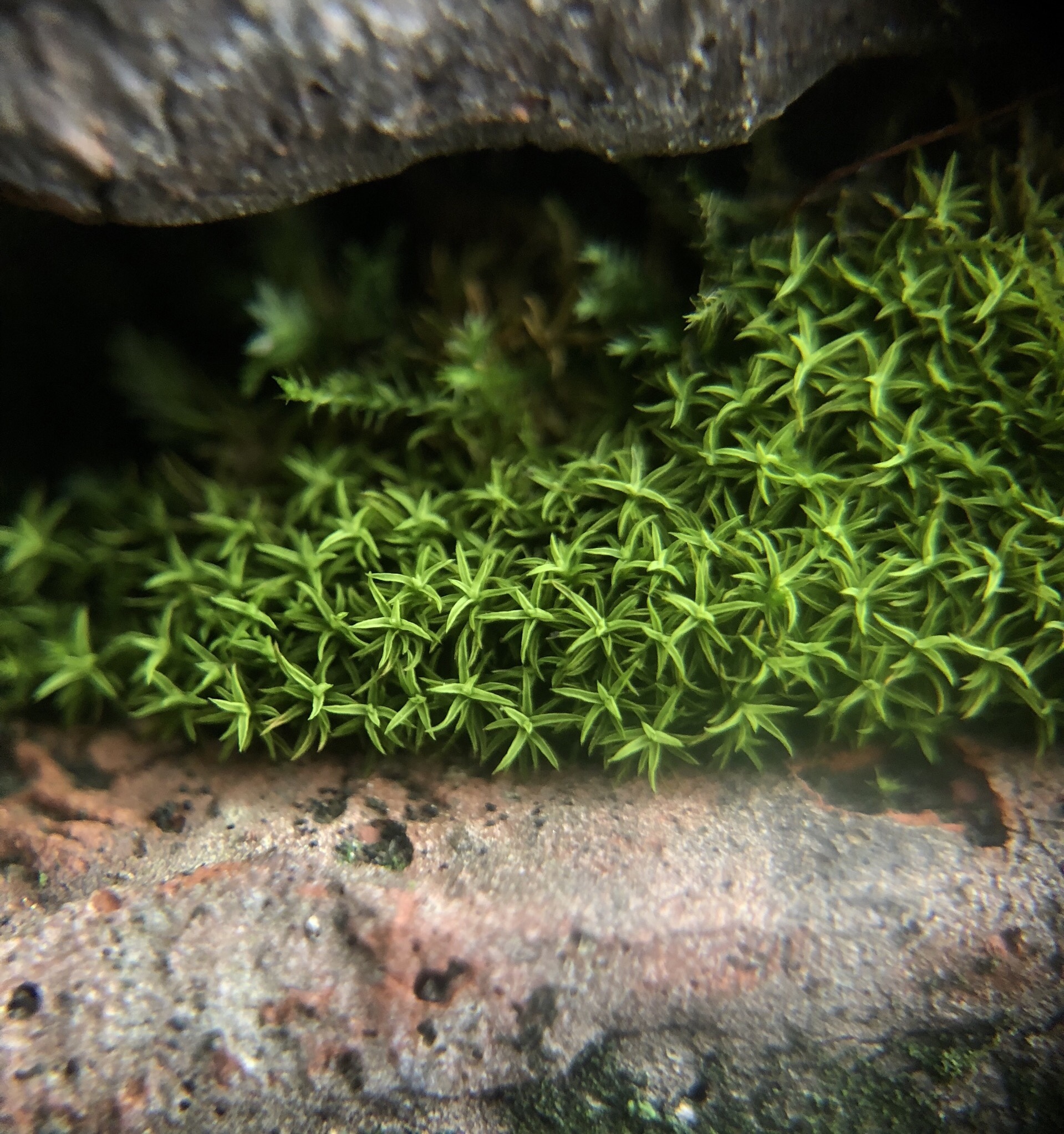 Tortella humilis