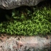 Small Twisted Moss - Photo (c) Aidan Campos, some rights reserved (CC BY-NC), uploaded by Aidan Campos