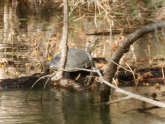 Trachemys hartwegi