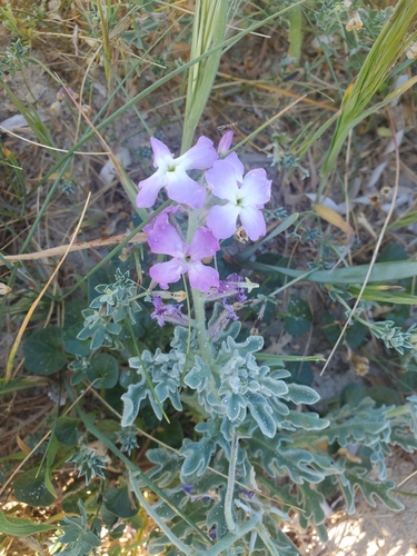 Sea Stock (Matthiola sinuata)