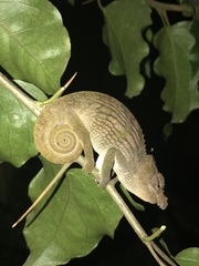 Taita Blade-Horned Chameleon photo 5