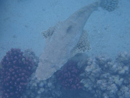 Papilloculiceps longiceps