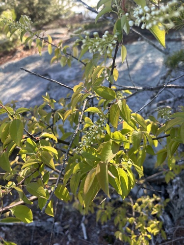 Eastern Black Cherry (Prunus serotina)