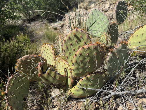 Brown-spined Pricklypear (Opuntia phaeacantha)
