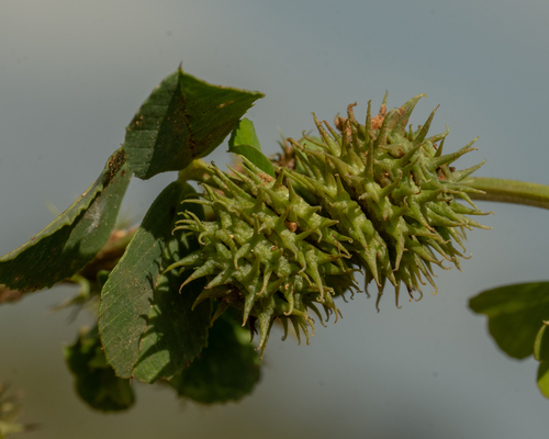 Medicago polymorpha iNat (3)