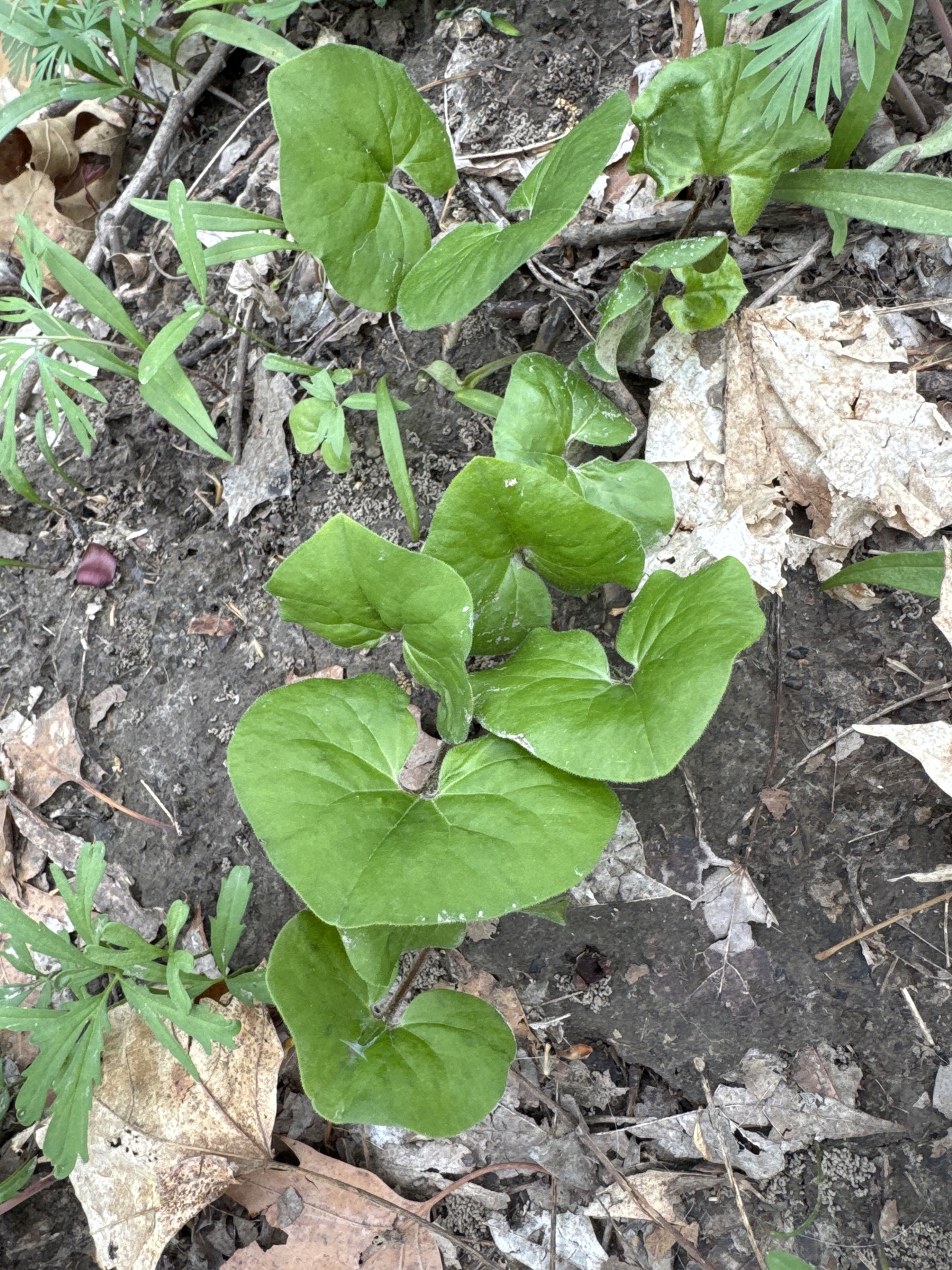 American Wild Ginger (Asarum canadense)