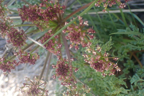 Carrotleaf Biscuitroot (Lomatium multifidum)