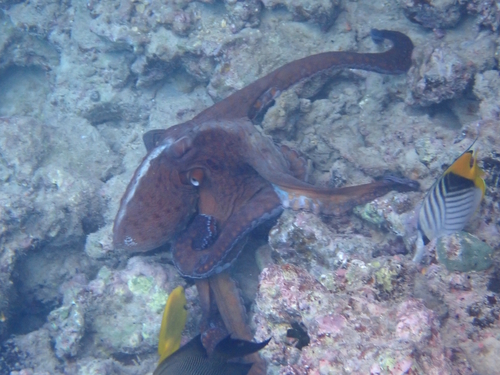 Octopus cyanea