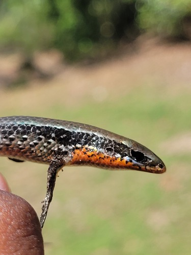 Gans’ grass skink, Eutropis dawsoni