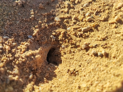 Messor Harvester Ants