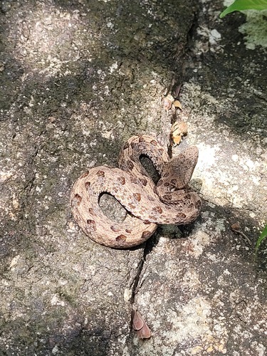 Hump-nosed Viper