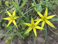 Gagea commutata