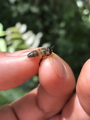 Afrosyrphus schmuttereri