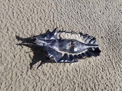 Callorhinchus milii