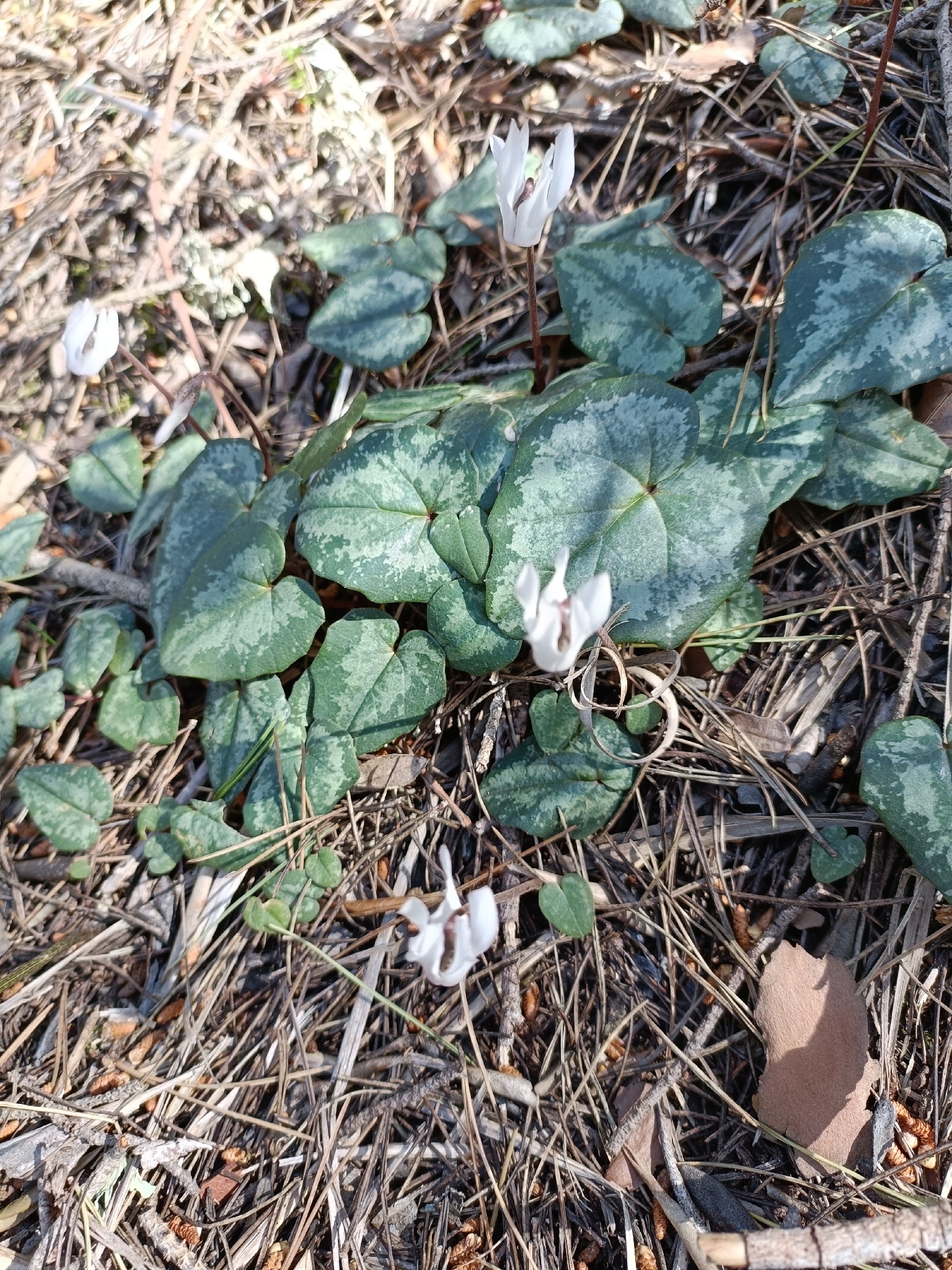 Balearic Sowbread (Cyclamen balearicum)