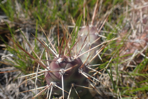 Brittle Pricklypear (Opuntia fragilis)