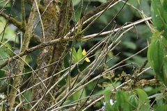 Erycina pusilla, photograph (c) er-birds, some rights reserved (CC BY)