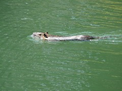 Myocastor coypus