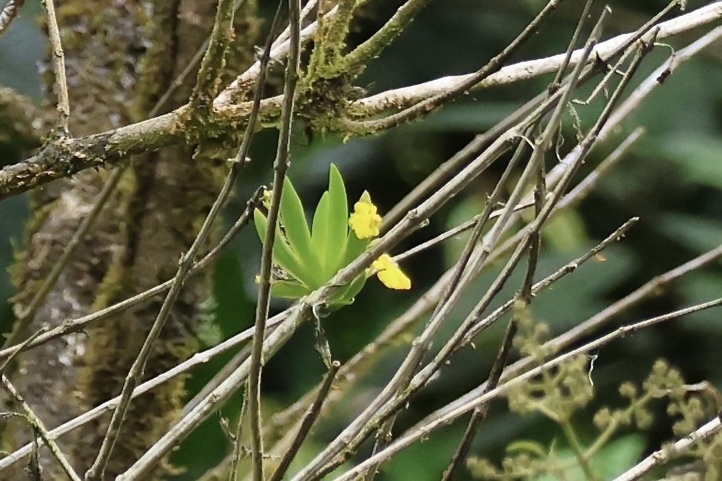 Dwarf Erycina (Erycina pusilla)