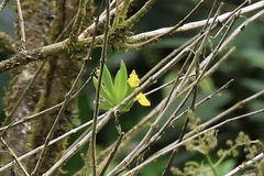 Erycina pusilla, photograph (c) er-birds, some rights reserved (CC BY)