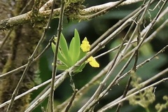 Erycina pusilla, photograph (c) er-birds, some rights reserved (CC BY)
