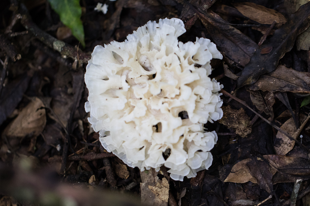 Irpex rosettiformis · April 2026 · photo: © ftsautter (iNaturalist, cc0)