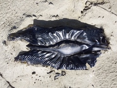 Callorhinchus milii
