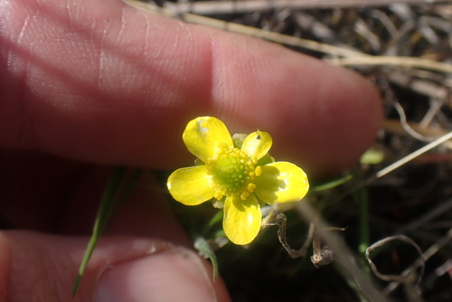 sagebrush buttercup (Ranunculus glaberrimus)