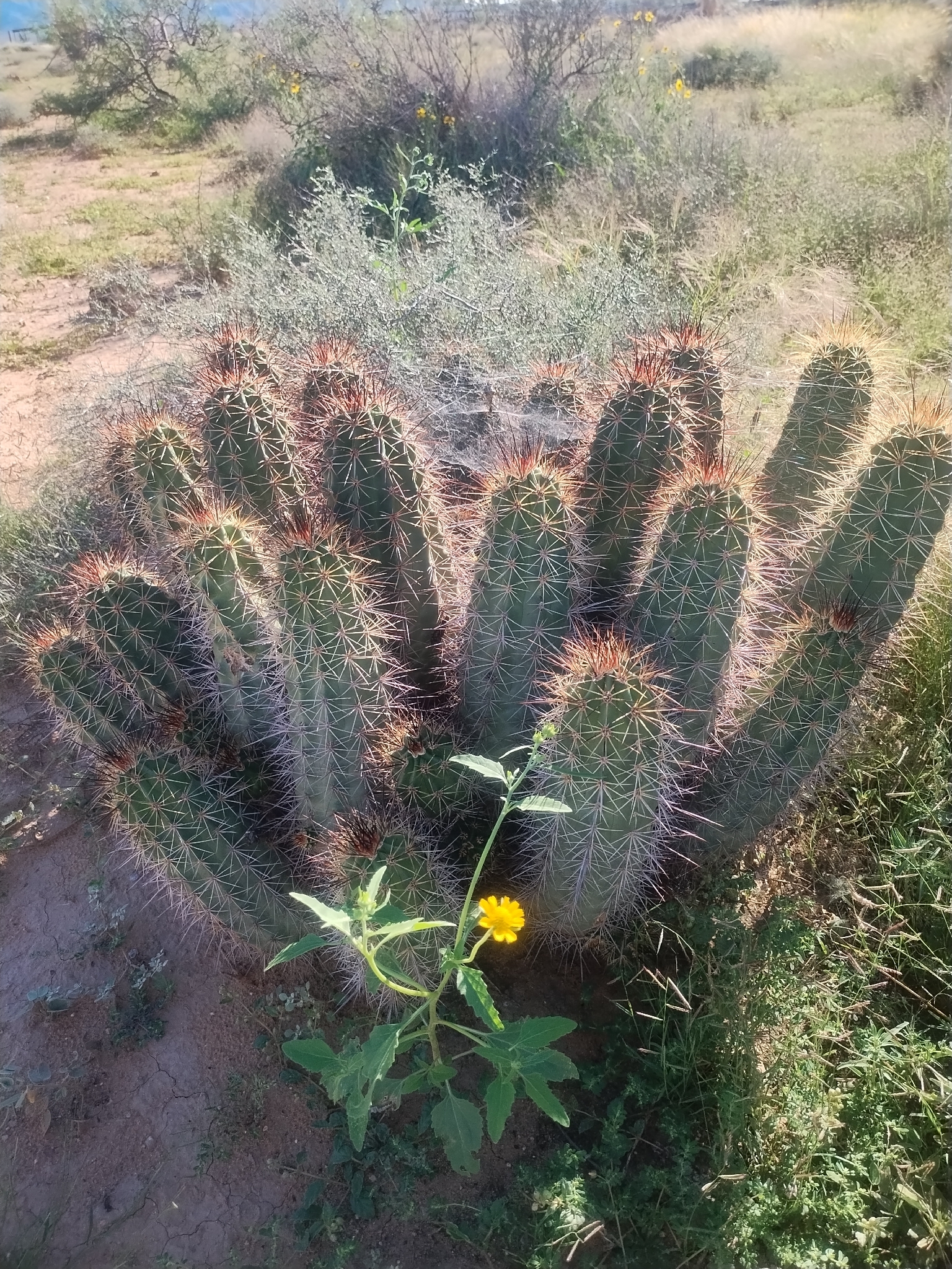 Scarlet Hedgehog Cactus (Echinocereus coccineus)