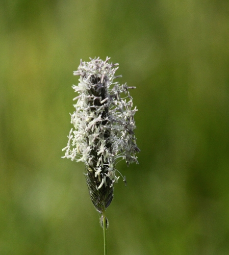 Meadow Foxtail (Alopecurus pratensis)