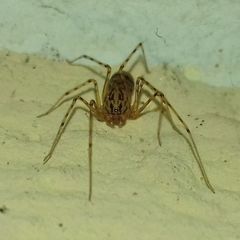 Scytodes thoracica