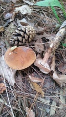 Porphyrellus sordidus