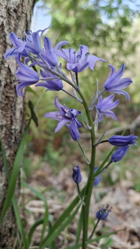 Hyacinthoides paivae, photograph 5