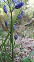 Hyacinthoides paivae, photograph (c) Carminda Santos, some rights reserved (CC BY)