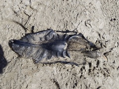 Callorhinchus milii
