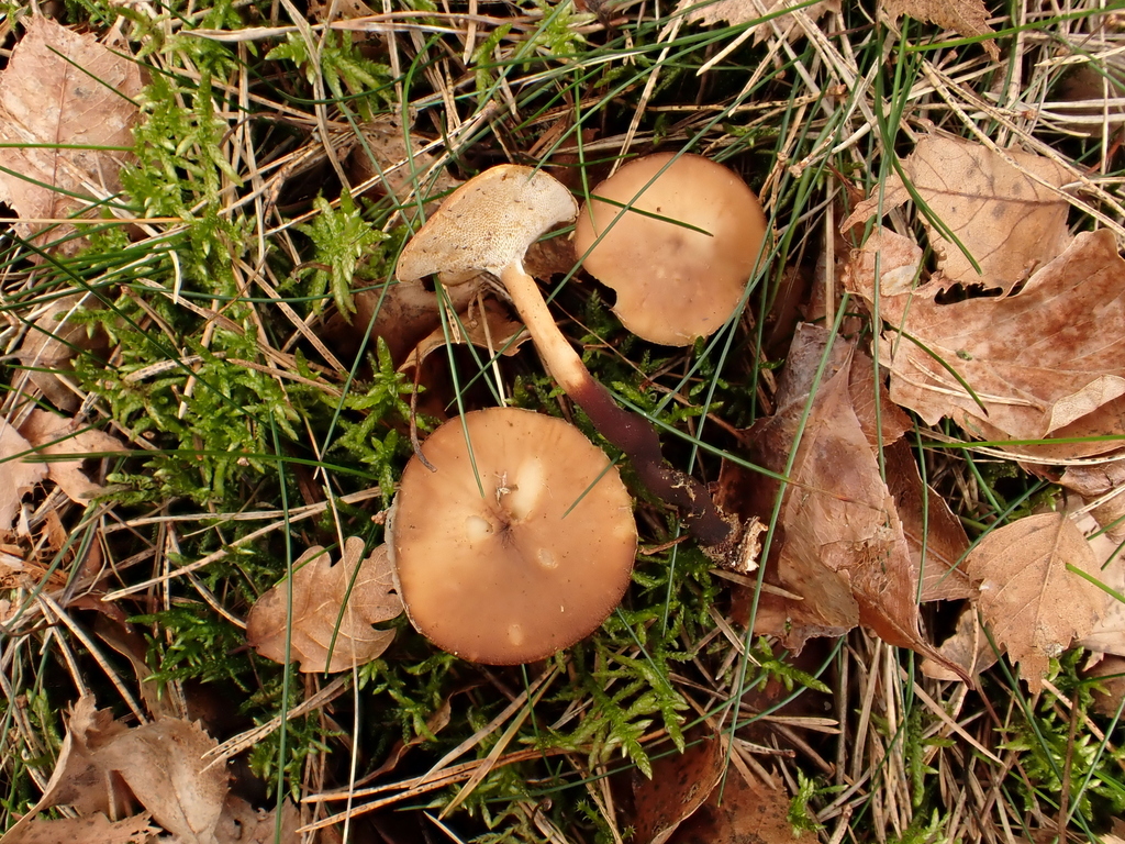 Lentinus brumalis · March 2026 · photo: © anita712 (iNaturalist, cc0)