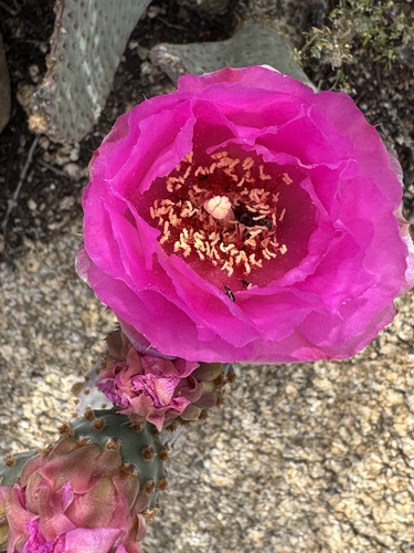 Beavertail Pricklypear (Opuntia basilaris)