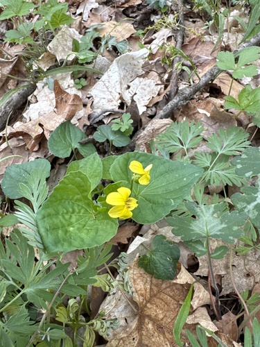 Smooth Yellow Violet (Viola eriocarpa)