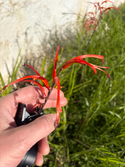 Chasmanthe bicolor, photograph (c) Kevin, some rights reserved (CC BY)