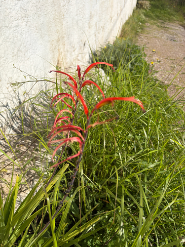 Chasmanthe bicolor, photograph 5