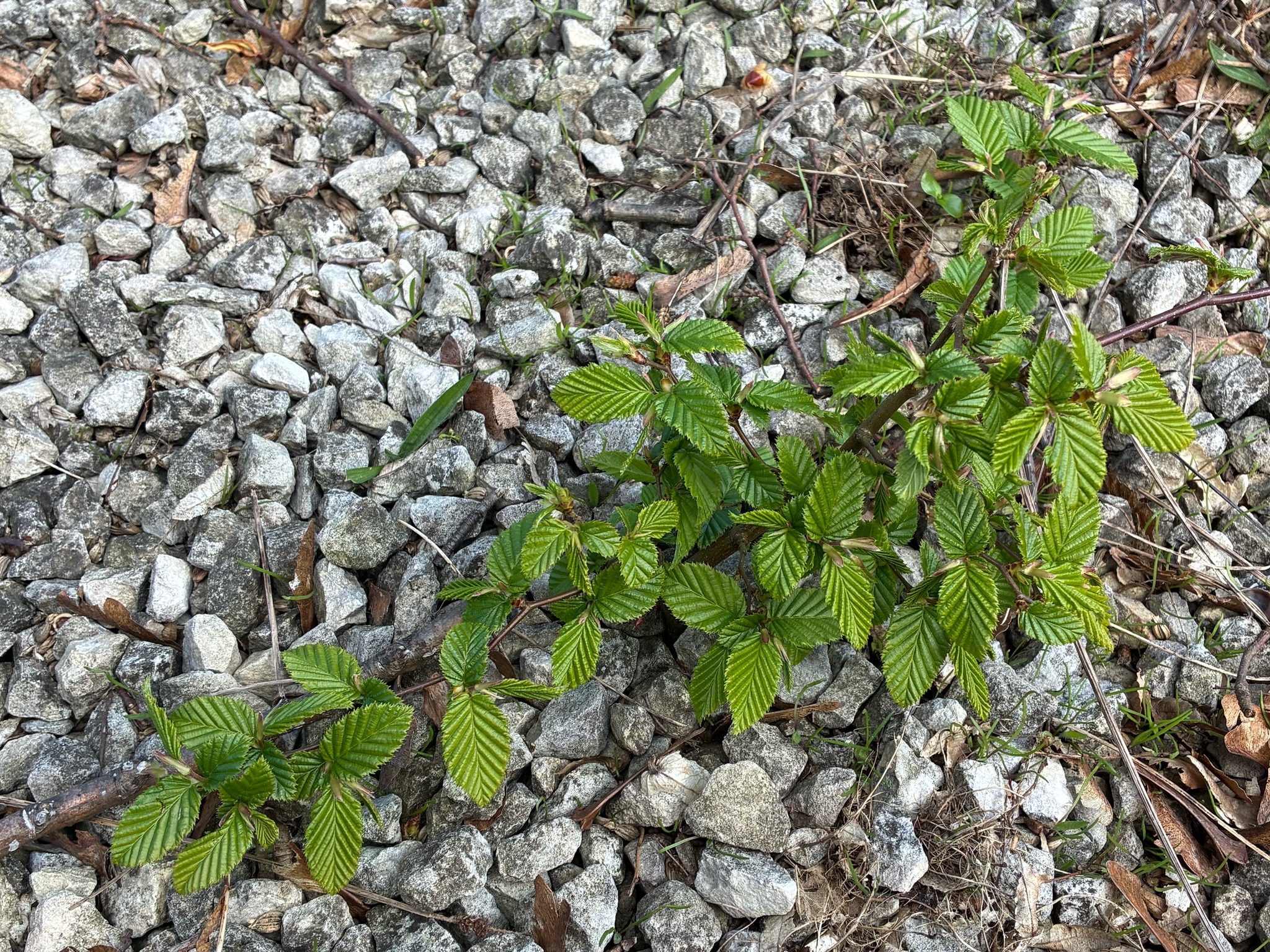 European Hornbeam (Carpinus betulus)
