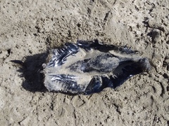 Callorhinchus milii