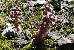 Petasites paradoxus