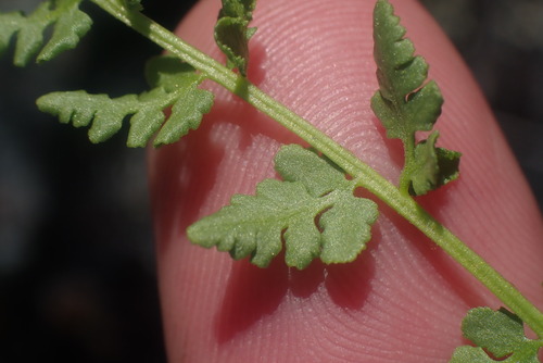 Oregon woodsia (Woodsia oregana)