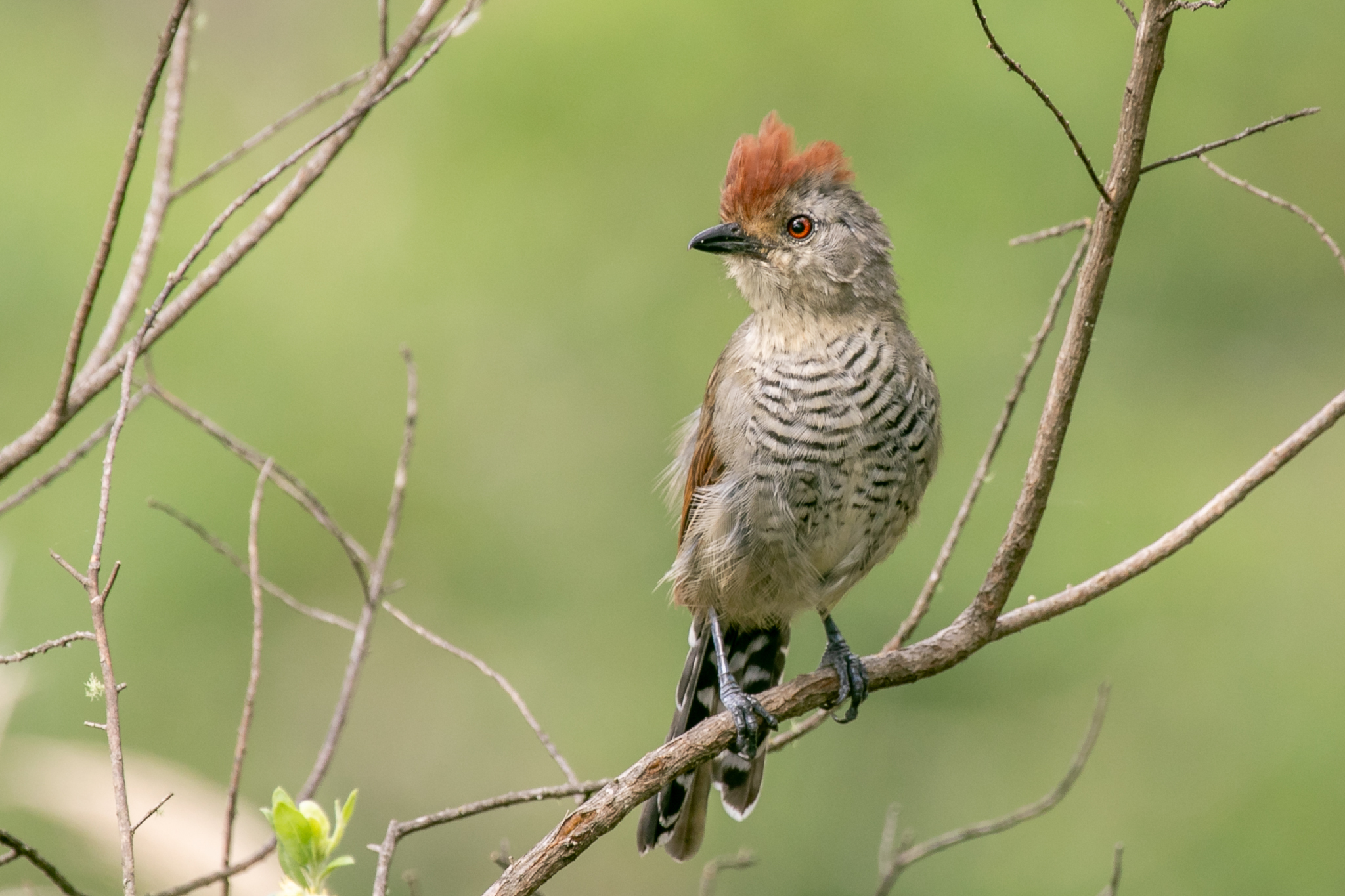 Rufous-capped Antshrike (Thamnophilus ruficapillus), photo 3