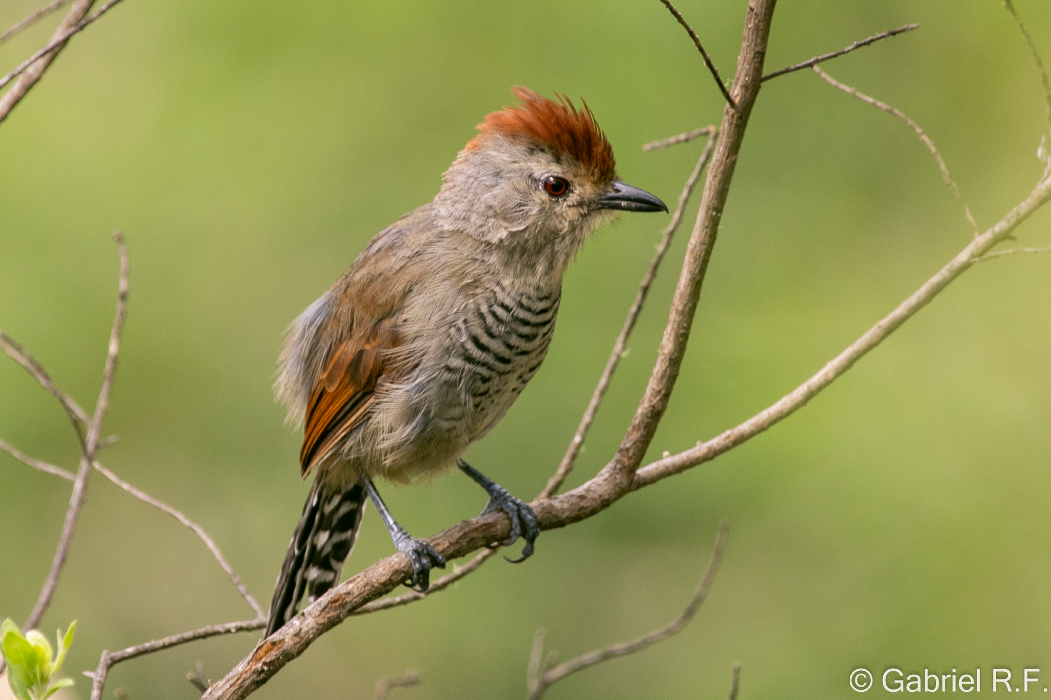 Rufous-capped Antshrike (Thamnophilus ruficapillus), photo 4
